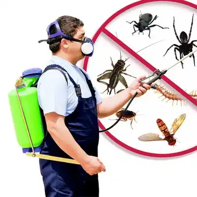 pest control Ingold